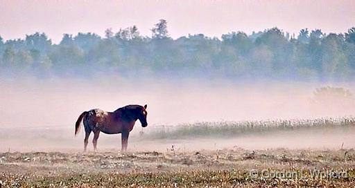 Appaloosa In Sunrise Ground Fog_P1180685-6.jpg - Photographed near Eastons Corners, Ontario, Canada.